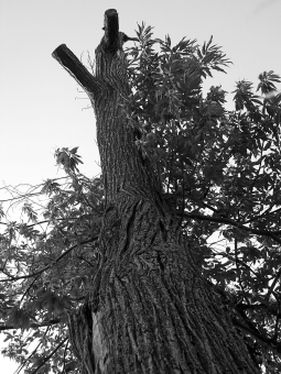 wiquart.jpg (84548 bytes)