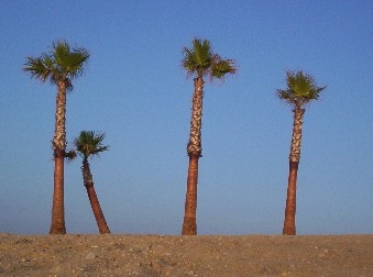 zyx.jpg (50016 bytes)