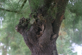 aschenbrenner.jpg (75737 bytes)