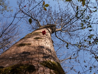 becaud.jpg (122746 bytes)