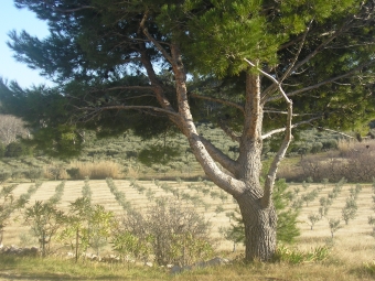 bgkloc.jpg (102087 bytes)