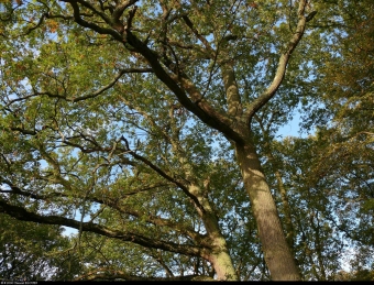 blouin.jpg (132120 bytes)