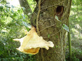 bluteau.jpg (114699 bytes)