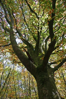 carlue.jpg (123584 bytes)