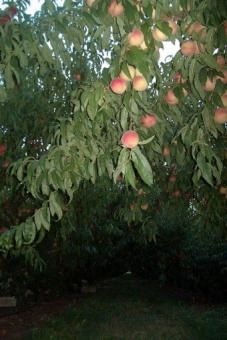 choquel.jpg (83602 bytes)