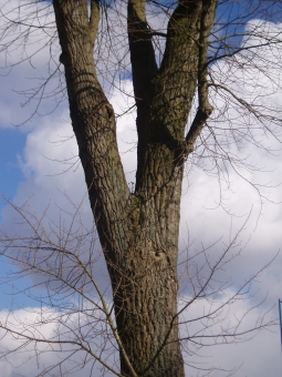 choquel1.jpg (92049 bytes)