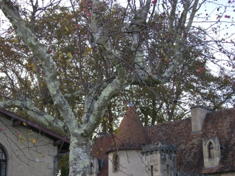 colette.jpg (115177 bytes)