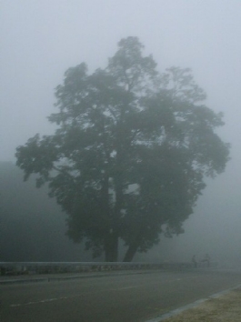 colignon.jpg (48592 bytes)