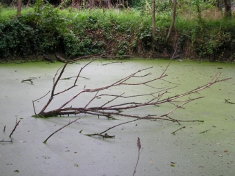 collin.jpg (86028 bytes)