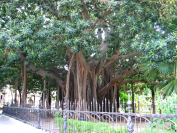 debonne.jpg (135048 bytes)