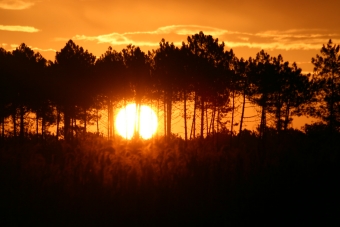 delmas.jpg (60140 bytes)