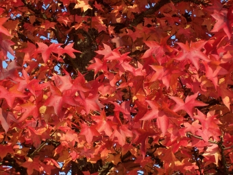 delol.jpg (113576 bytes)