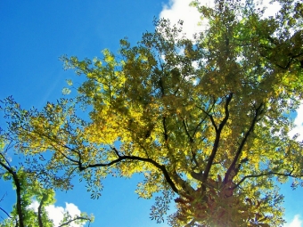 deugnier.jpg (118123 bytes)