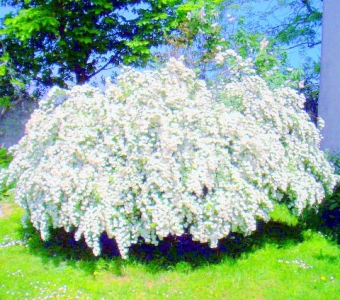 dohu.jpg (137100 bytes)