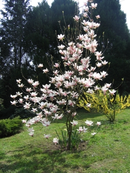 eferngant.jpg (121286 bytes)