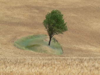 eliane.jpg (81063 bytes)