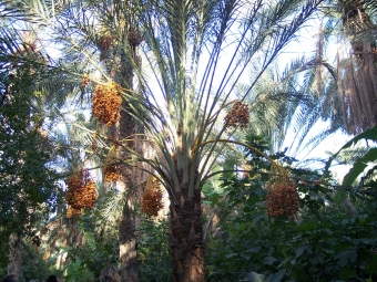 gaillard.jpg (124744 bytes)