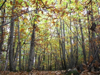 gamet.jpg (132929 bytes)