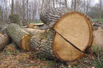 garlinette.jpg (93531 bytes)