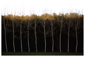 geoffroy.jpg (63220 bytes)