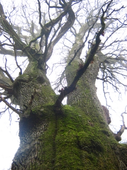 gerber.jpg (106671 bytes)