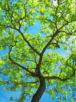 heitz.jpg (135888 bytes)