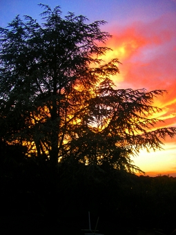 herelle.jpg (91627 bytes)