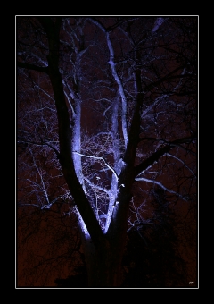 jcn.jpg (63001 bytes)