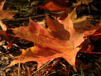 jolicoeur.jpg (101327 bytes)