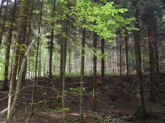 jungbluth.jpg (101047 bytes)