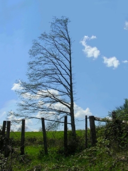 kiki.jpg (70860 bytes)