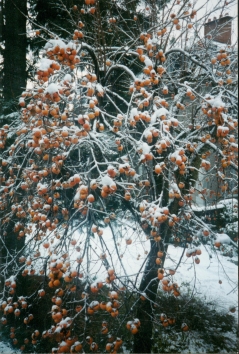 kleinpeter2.jpg (120735 bytes)