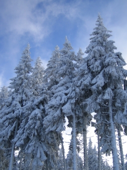 komenkce.jpg (90540 bytes)