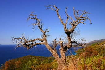 krynicki.jpg (86118 bytes)