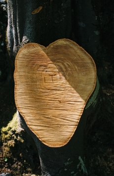 larroude.jpg (78373 bytes)