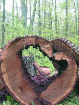 leger.jpg (101569 bytes)