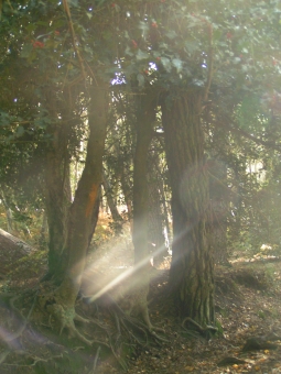 marboeuf.jpg (86885 bytes)