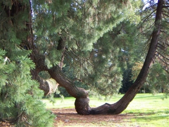 monique.jpg (103474 bytes)