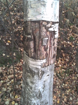 moret.jpg (110515 bytes)