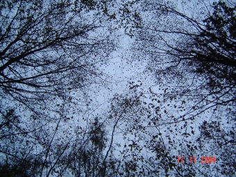 nidel.jpg (136665 bytes)