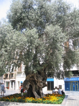 peralob.jpg (112748 bytes)