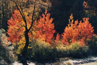 pereira.jpg (104890 bytes)