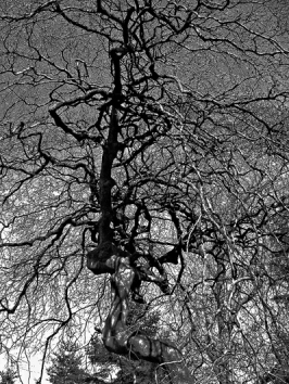 perrier.jpg (118164 bytes)