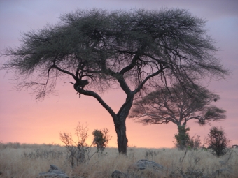 rebordosa.jpg (76598 bytes)