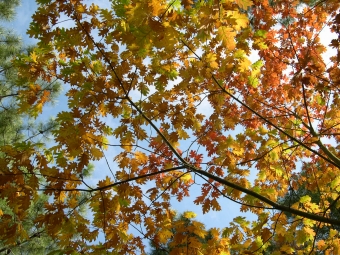 regnier.jpg (139147 bytes)