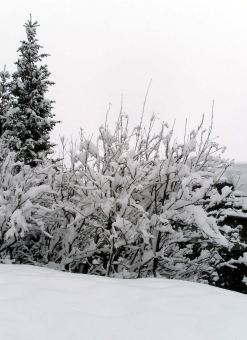 rouleau.jpg (72956 bytes)