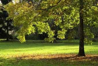 soucat.jpg (105379 bytes)