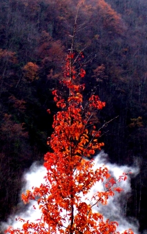 summa.jpg (89532 bytes)