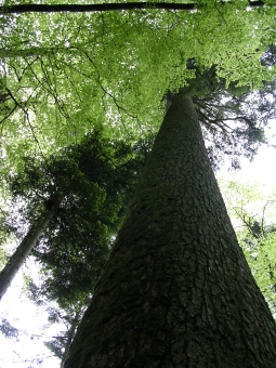 sylvie.jpg (106738 bytes)