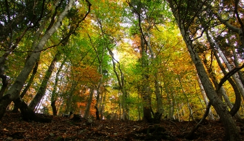 thibault.jpg (108436 bytes)